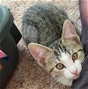 adoptable Cat in , WY named Antonia