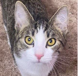 adoptable Cat in Laramie, WY named Antonia