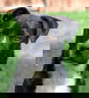 Pete