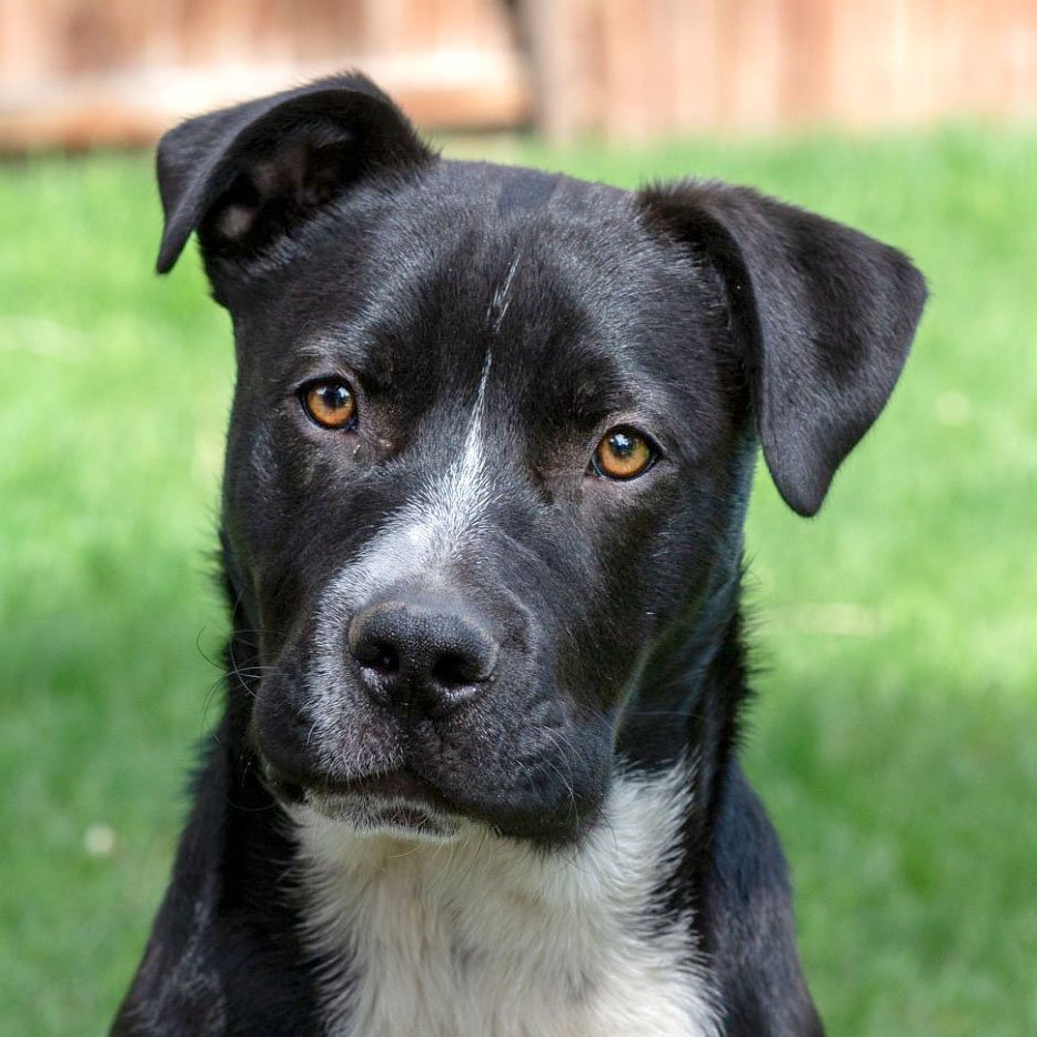 adoptable Dog in Laramie, WY named Pete