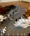 Keiji