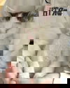 Jin