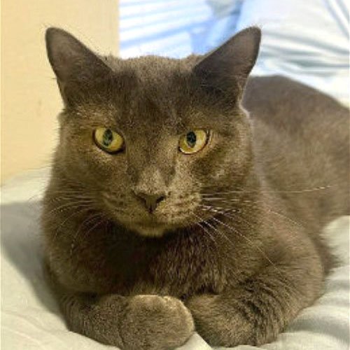 adoptable Cat in Laramie, WY named Angelica