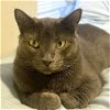 adoptable Cat in , WY named Angelica