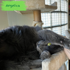 adoptable Cat in Laramie, WY named Angelica