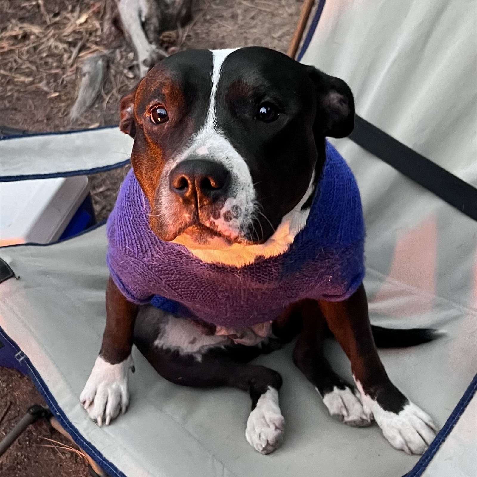 adoptable Dog in Laramie, WY named Bessie May