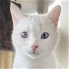 adoptable Cat in laramie, WY named Garnet