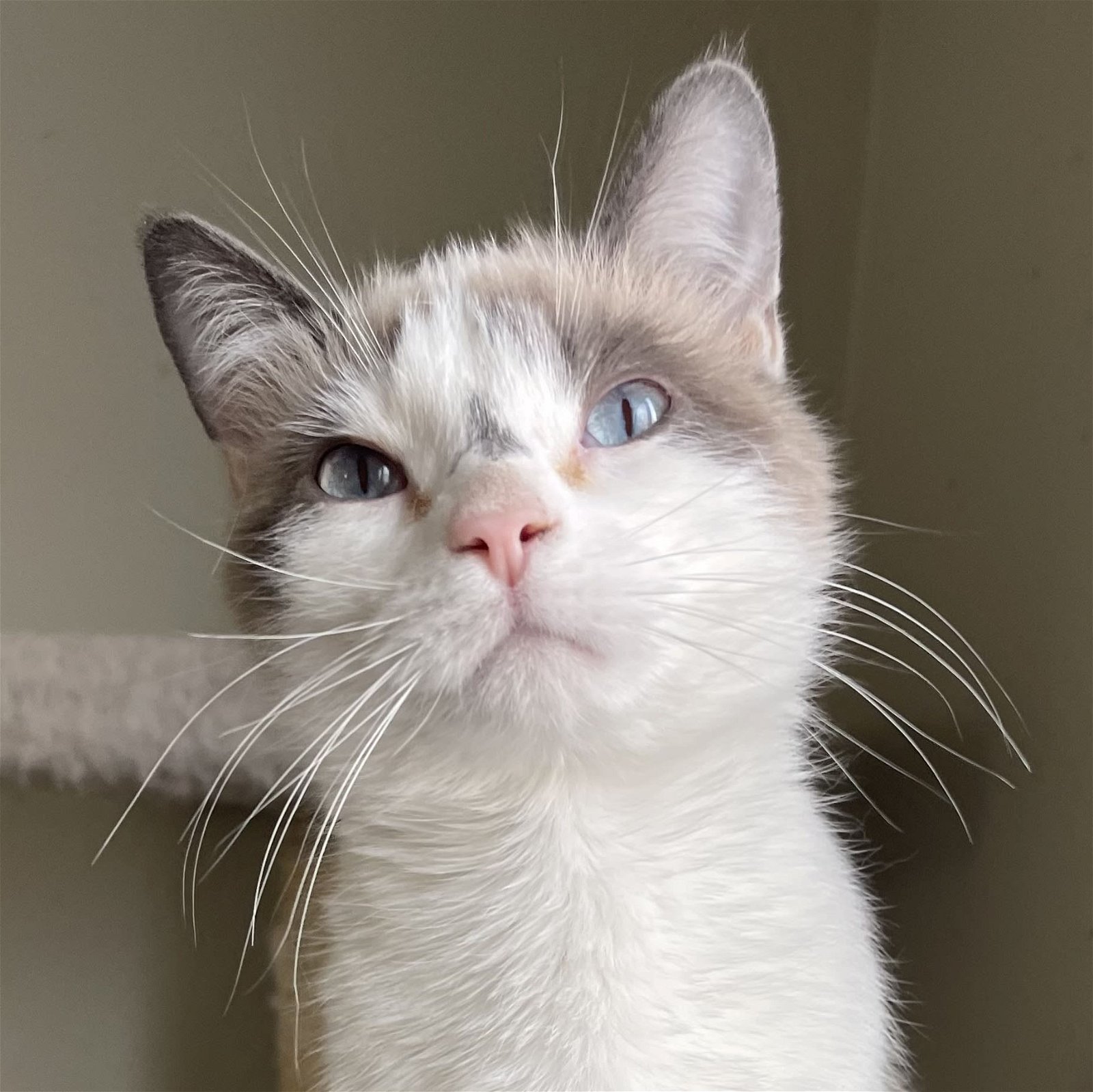 adoptable Cat in Laramie, WY named Citrine