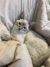 Narcissa