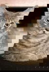 Nickel