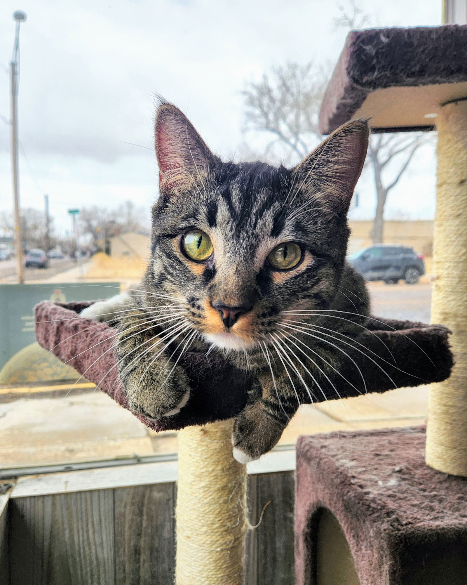 adoptable Cat in Laramie, WY named Kingston (Please Foster Me!)