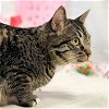 adoptable Cat in laramie, wy, WY named Kingston