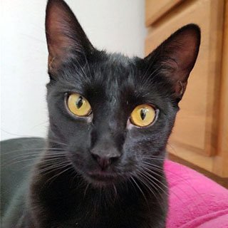 adoptable Cat in Laramie, WY named London