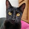 adoptable Cat in laramie, wy, WY named London