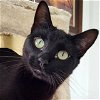 adoptable Cat in laramie, WY named Sydney