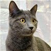 adoptable Cat in laramie, wy, WY named Madrid