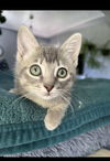 Artemis