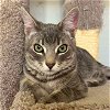 adoptable Cat in , WY named Apollo
