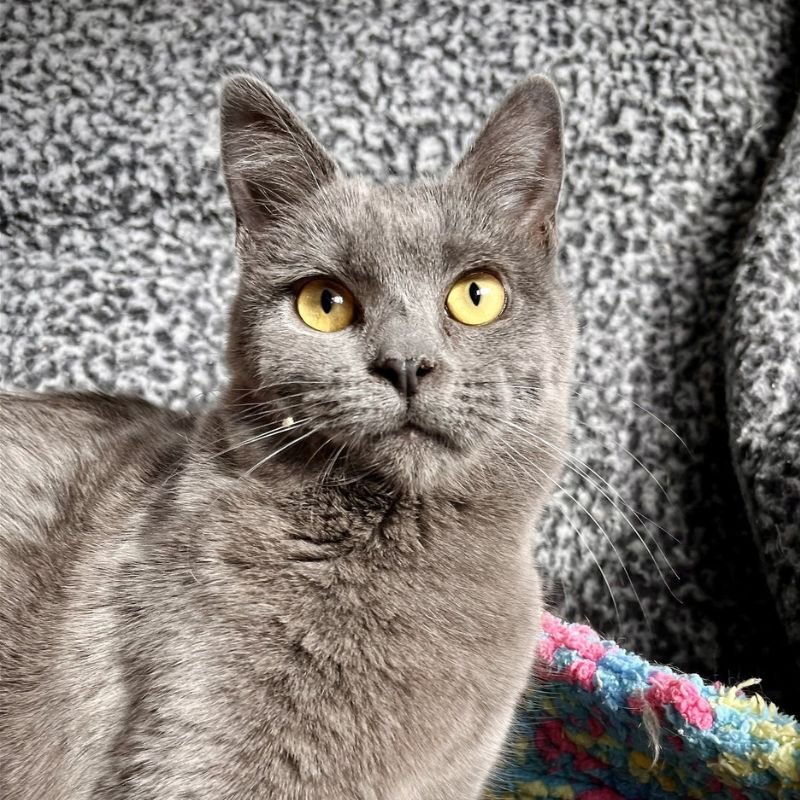 adoptable Cat in Laramie, WY named Jubilee