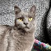 adoptable Cat in , WY named Jubilee