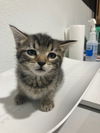 Lily