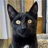 adoptable Cat in laramie, wy, WY named Jupiter