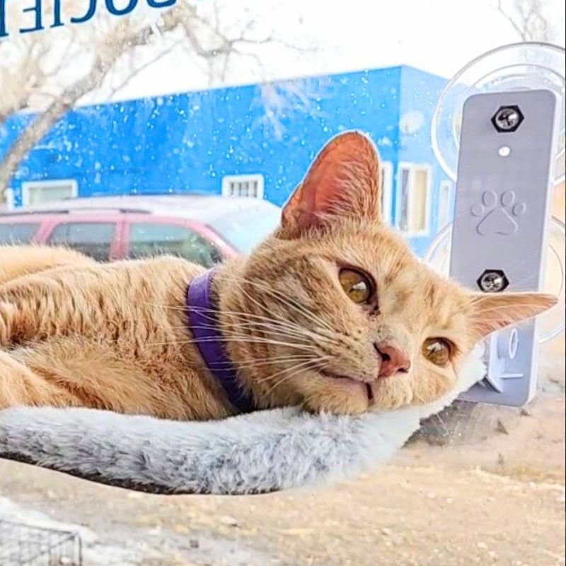 adoptable Cat in Laramie, WY named Saratoga