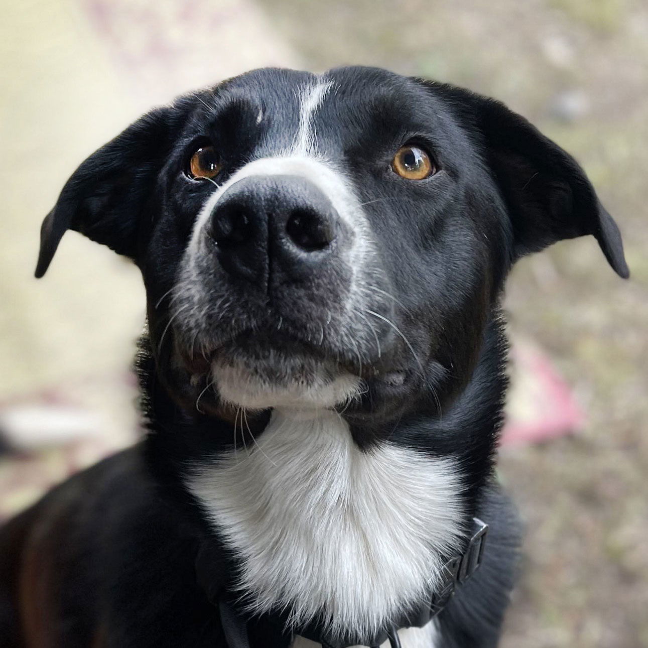 Black and white border collie best sale lab mix