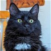 adoptable Cat in , WY named Truffle