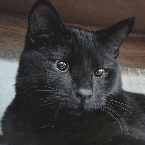 adoptable Cat in Laramie, WY named Morel