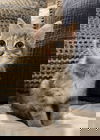Tigger (4)