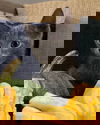 Roo