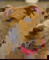 Winston II