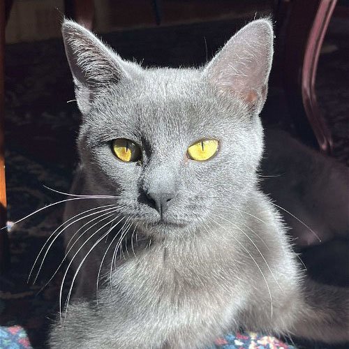 adoptable Cat in Laramie, WY named Rochelle