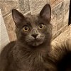 adoptable Cat in laramie, WY named Cameron