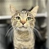 adoptable Cat in , WY named Lark