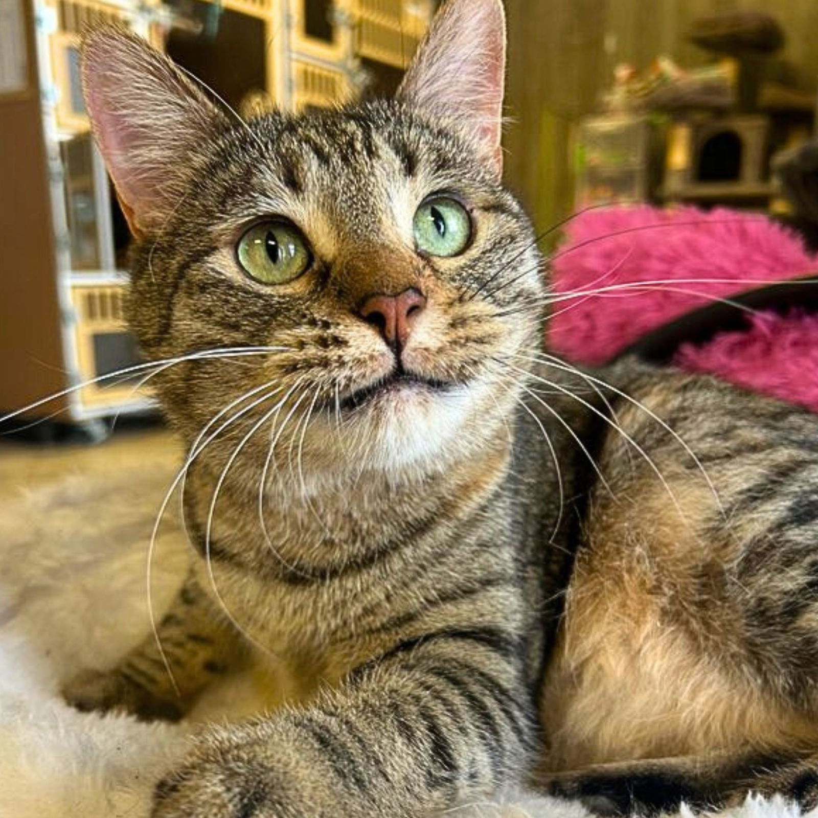 adoptable Cat in Laramie, WY named Lark