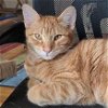 adoptable Cat in laramie, WY named Dexter