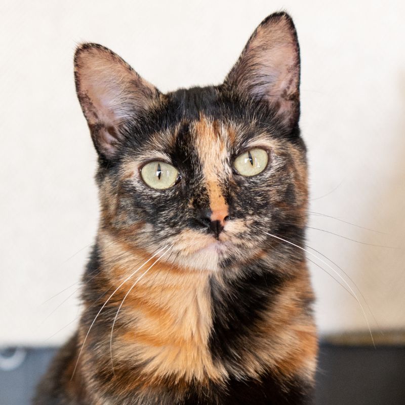 adoptable Cat in Laramie, WY named Brenda