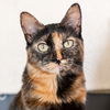 adoptable Cat in , WY named Brenda