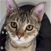 adoptable Cat in , WY named Saig