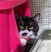 adoptable Cat in r, MI named Britches