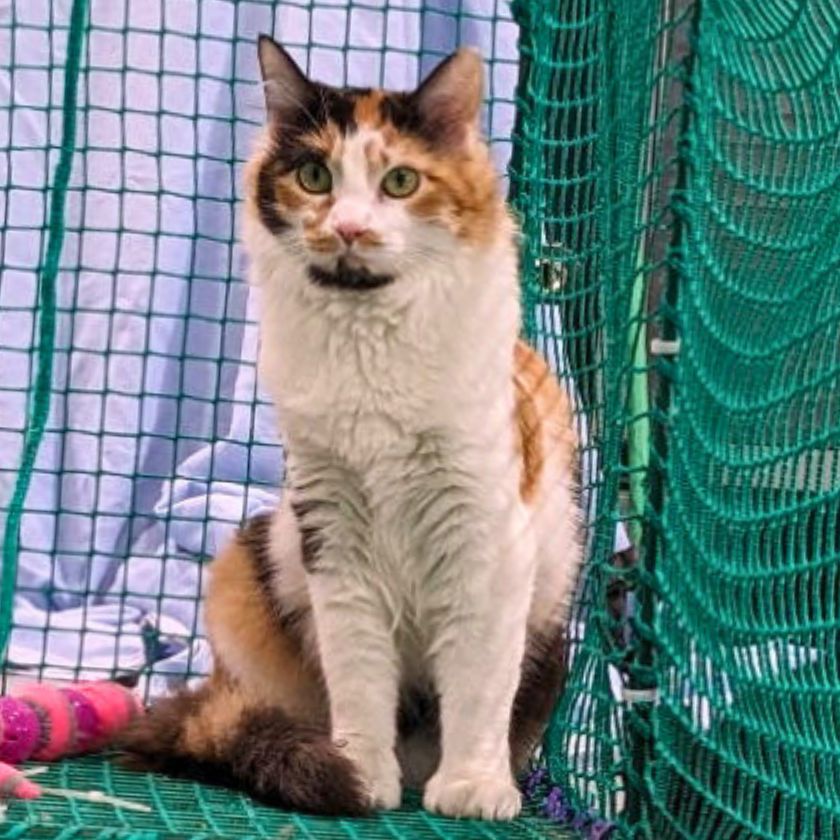 adoptable Cat in Laramie, WY named Bambi