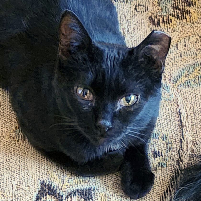 adoptable Cat in Laramie, WY named Polly