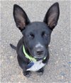 adoptable Dog in , WY named Ace