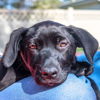 adoptable Dog in , WY named Bailey (FTF-Albany County ONLY)
