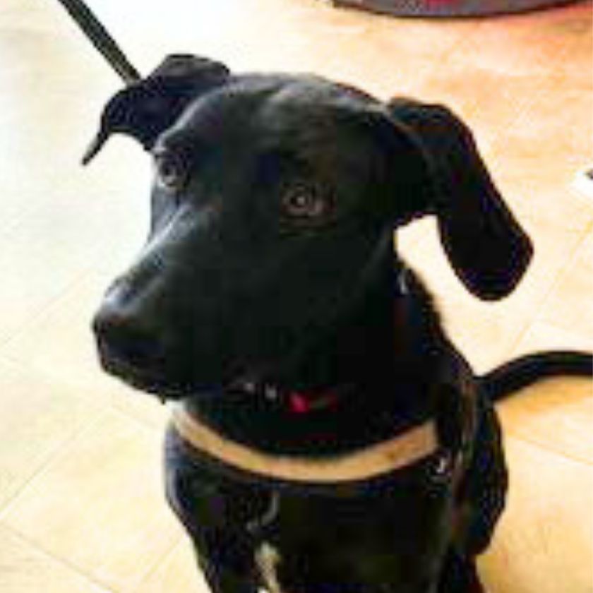 adoptable Dog in Laramie, WY named Bailey (FTF-Albany County ONLY)