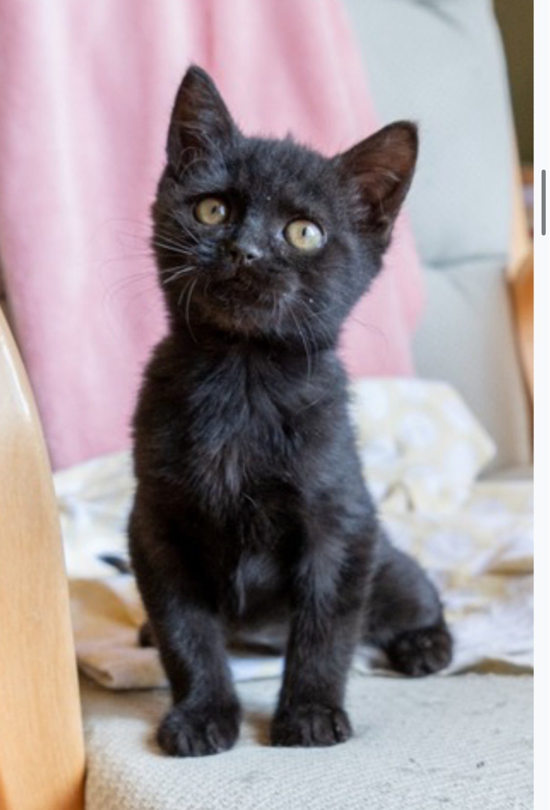 adoptable Cat in Laramie, WY named Caleta