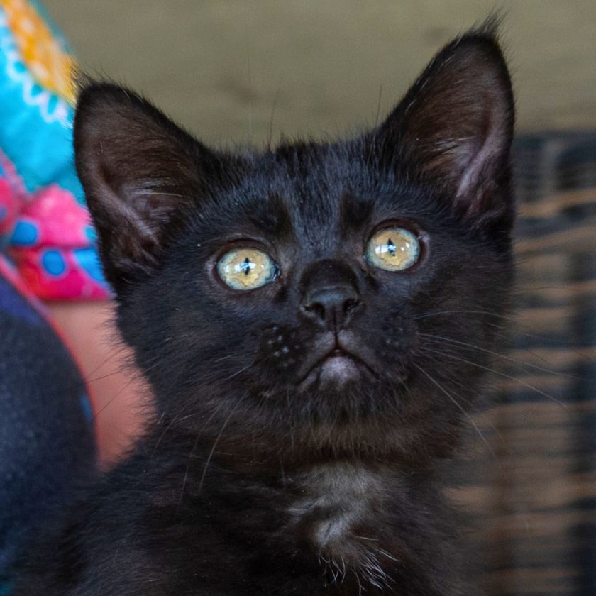 adoptable Cat in Laramie, WY named Max