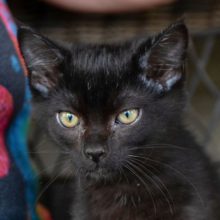 adoptable Cat in Laramie, WY named Mel